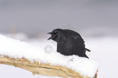 浮木野生动物张嘴的美洲乌鸦呼唤着白雪和灰色背景的原木美国人图片