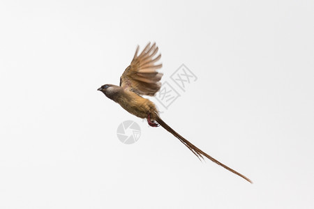 野生动物一种离开只美丽的长尾小飞鼠鸟在即将起的天上跳跃着翔图片