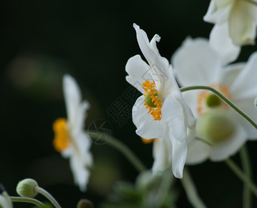 花瓣浪漫的草本天然底花朵上白安丽酮图片