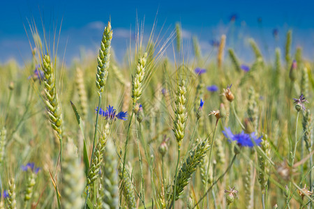 草地蓝色的大麦田中野蓝花朵带的Barley田地一种图片
