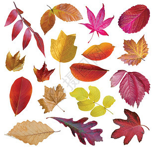 收藏美丽的多彩秋叶图片