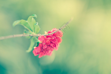 绿色背景信使风格的树枝上石榴花分支朵自然图片