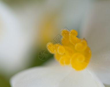 爱黑背景的白草朵花紧贴着白色鲜花黑背景的绿花礼物单身图片