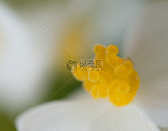 爱黑背景的白草朵花紧贴着白色鲜花黑背景的绿花礼物单身图片