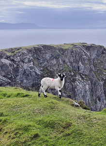 山下的羊群图片