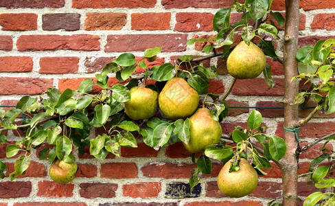 花园季节荷兰沃尔肖顿Duivenvoorde的对等树美味图片