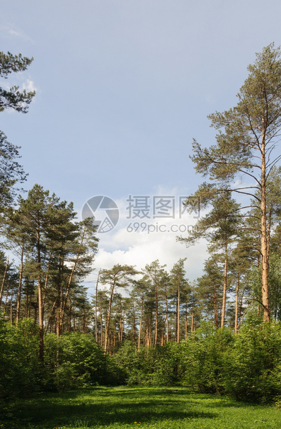 景观松树林地貌小角和绿草阳光明媚的春日清算天图片