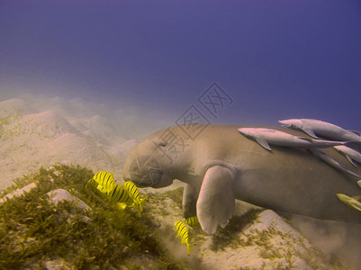 儒艮礁水下快乐的海牛甜图片