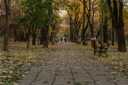 环绕着树叶的公园小巷秋天场景绿色自然小路图片