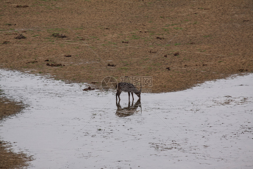 独自一人在水坑里喝着雨渴非洲站立图片