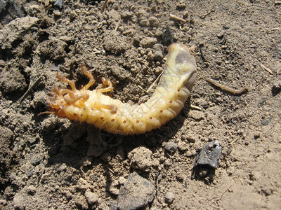 爪子甜瓜科爬埋在地上时可能发生故障的幼虫图片