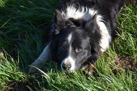 纯种一边境小狗在长草地上埋伏牧羊犬图片