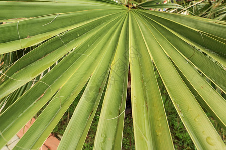 热带抽象的棕榈叶纹理背景树叶图片