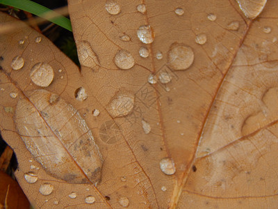 落叶上的水滴图片