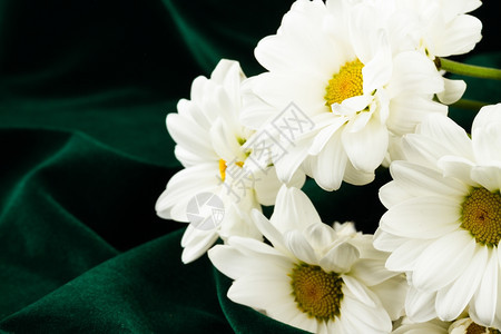 花瓣荒野绿色背景上的白甘油图片