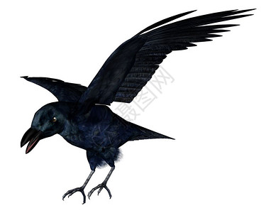 乌鸦座插图在白色背景中孤立的黑乌鸦3D变黑乌鸦D翅膀图片
