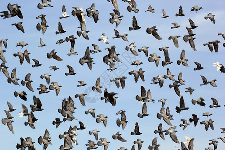 户外和平野生动物飞鸽群对准美丽的天空图片
