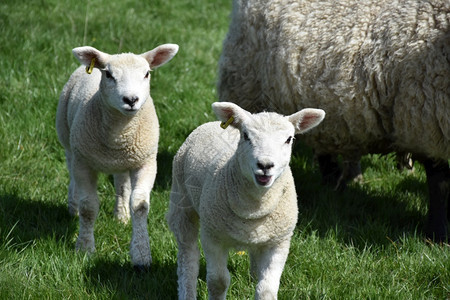 农场母羊哺乳动物春天在母绵羊旁边流出青幼的羊羔图片