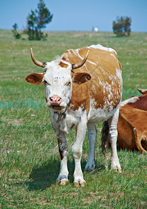 动物群草放牧Baikal湖岸的奶牛图片