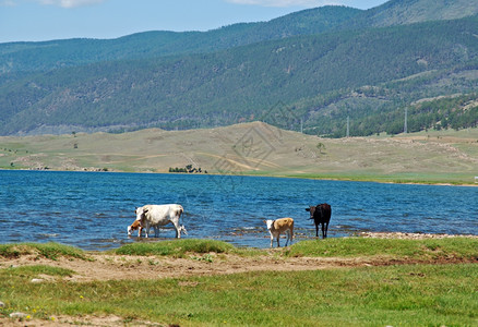 贝加尔湖岸边的牛群图片