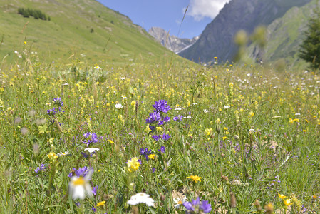 阿尔卑斯山下的花朵图片