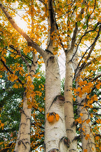 金的秋天树枝桦木植物群图片