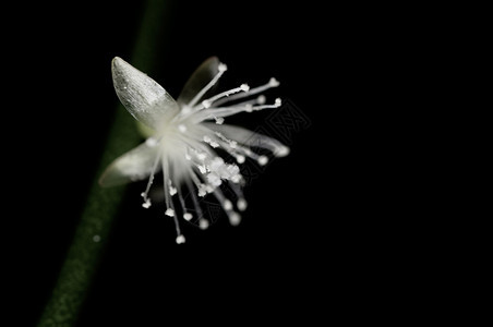 环境的白色生活黑背景上孤立的小白花幼芽黑色背景上孤立的小白花图片