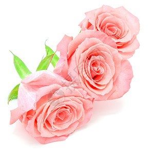 花瓣美丽苍白的粉红玫瑰花白底孤立美丽的浪漫图片
