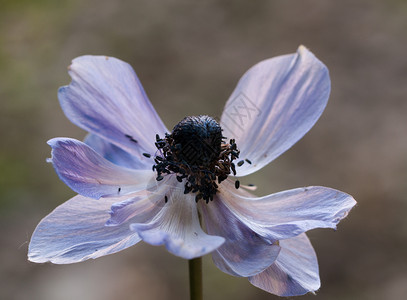 夏天植物卡片然本底蓝葵花朵的色阿丽图片