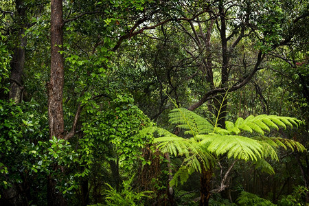 雨林的树木和野生植物景观雨林中水淋湿藤蔓郁葱热带图片