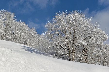 清雪的山林中树木下雪季节图片