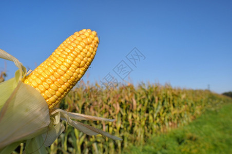 田地里的玉米图片