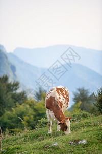 阿尔卑斯山牛奶起源在意大利北部牧场吃草地图片