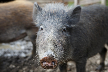 象牙野猪生动物图片