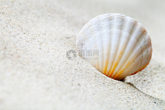 旅行质地复制空间夏季背景和复制品Macro拍摄Name图片