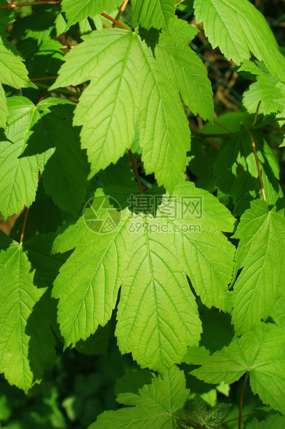 在阳光下沐浴的青绿春假树叶光合作用绿素图片