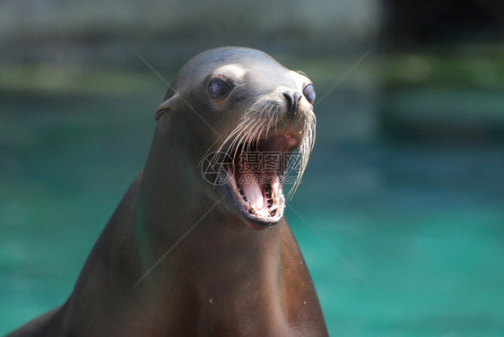 可爱的海狮张大嘴巴洋牙齿宽的图片