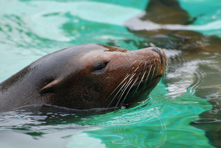 海狮在水中游动鼻子从水里流出来鳍足类可爱的游泳图片
