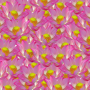 抽象的绽放夏天美丽粉色莲花大自然的抽象背景图片