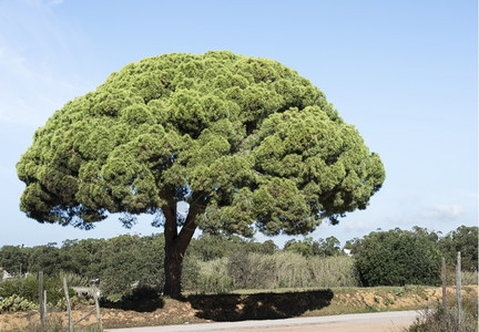 在Portugal地区沙路上的大松树蓝色夏日天空的Algarve旅行自然高的图片