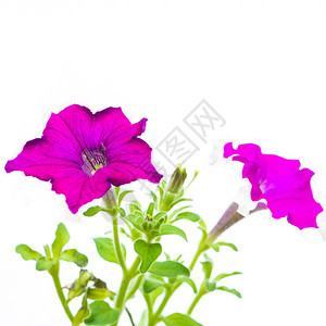 植物学紫色的美丽花朵孤立在白色背景A上春天图片