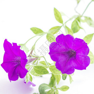 阮詹丰富多彩的美丽紫色花朵白底孤立的色背景矮牵牛图片