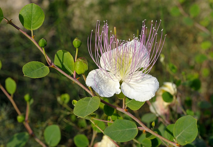 CapparisPinosa最著名的食用花蕾夹鞋地中海为了东方图片