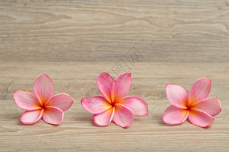 松弛绽放美丽的一排粉红色frafipani花朵孤立在木头背景上图片