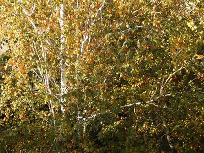 森林叶子美丽的秋天树叶纹理图片
