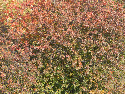 秋天的树叶纹理枫质地季节图片