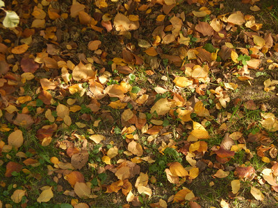 森林中秋天的落叶图片