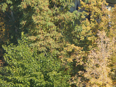 丰富多彩的季节太阳秋天树叶纹理图片