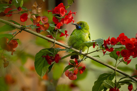 金色前额叶鸟用红花围在树枝上印地安喀拉绿色喙叶子图片