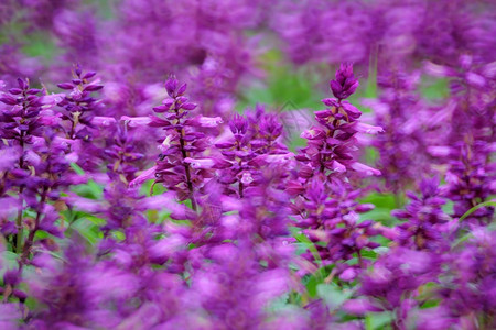 美丽的紫色花田图片